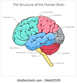 Structure of human brain schematic vector illustration. Medical science educational illustration
