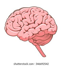 Structure of human brain schematic vector illustration. Medical science educational illustration