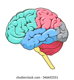 Structure of human brain schematic vector illustration. Medical science educational illustration