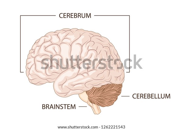 Structure of human brain\
schematic vector illustration. Medical science educational\
illustration.