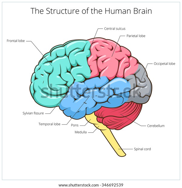 人間の脳回路図の構造のベクターイラスト 医学の教育イラスト のベクター画像素材 ロイヤリティフリー