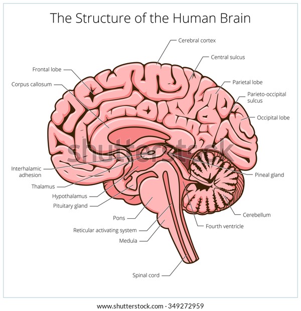 人間の脳の部分の構造図ベクターイラスト 医学の教育イラスト のベクター画像素材 ロイヤリティフリー