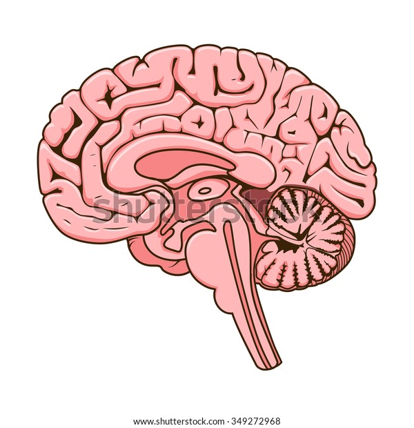 Structure Human Brain Section Schematic Vector Stock Vector (Royalty ...