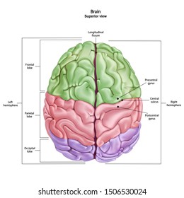 Structure of the human brain. Superior view. Medical didactic anatomy illustration with the name and description of all parts. Vector 3d illustration isolated on white background.