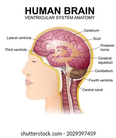 structure of the human brain, ventricles of the brain, location of the head, medical illustration, side view