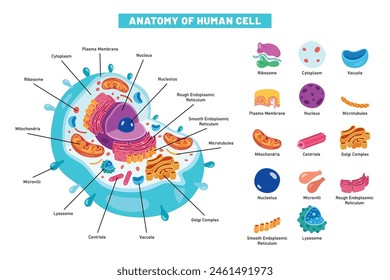 The Structure Of Human Cell