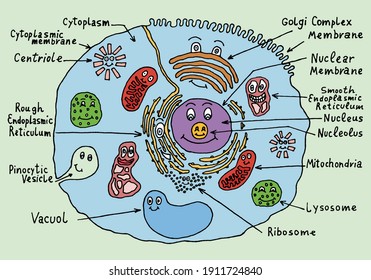 The structure of a human cell in a doodle style for teaching children, the elements of the cell are drawn with eyes and smiles. Hand drawn.