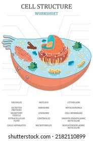 Structure of the human cell. Learning words. Education worksheet. Education chart of biology for human cell. Vector illustration.