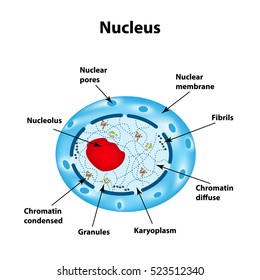 The structure of the human cell nucleus. Infographics. Vector illustration on isolated background.