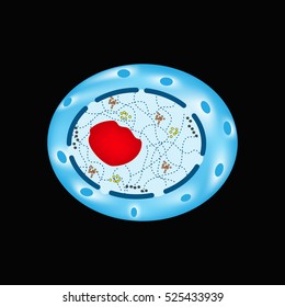 The structure of the human cell nucleus. Infographics. Vector illustration.