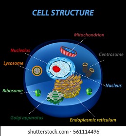 Lysosome Mitochondria Images Stock Photos Vectors Shutterstock