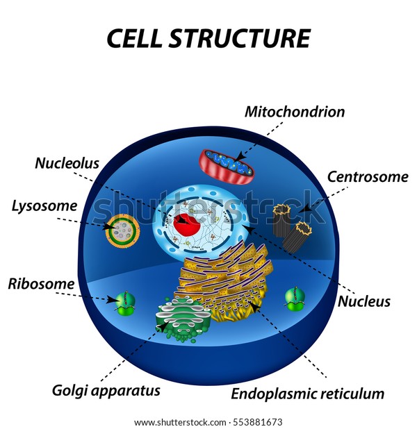 Structure of human cells.\
Organelles. The core nucleus, endoplasmic reticulum, Golgi\
apparatus, lysosomes, ribosomes, mitochondria, centriole. Vector\
illustration.