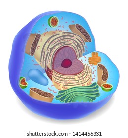 Components Human Cells Vector Illustration Lysosome Stock Vector ...