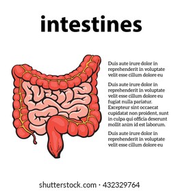 structure of the human colon, vector sketch hand-drawn illustration isolated on a white background, human internal organs, colon, intestinal digestion external view