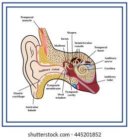 Middle Ear Stock Vectors, Images & Vector Art | Shutterstock