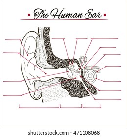 the structure of the human ear vector illustration