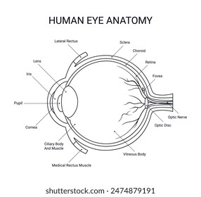 Structure of human eye anatomy for medical in line style