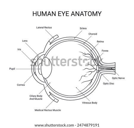 Structure of human eye anatomy for medical in line style