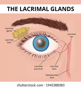 The structure of the human eye and lacrimal glands