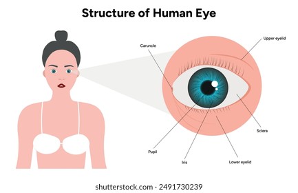 Structure of human eye medical infographic 