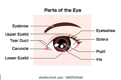 Estructura del ojo humano ( nombres de partes ) ilustración vectorial