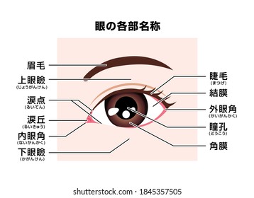 Structure Of Human Eye  ( Names Of Parts )  Vector Illustration. Translation: Eyebrow, Upper Eyelid, Tear Duct, Caruncle, Lower Eyelid, Eyelashes, Sclera, Pupil, Iris.