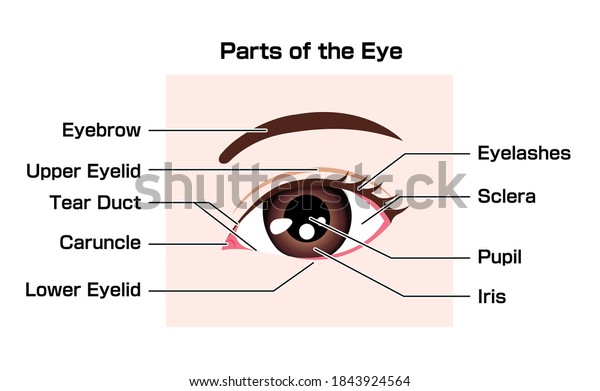 Structure Human Eye Names Parts Vector Stock Vector (Royalty Free ...