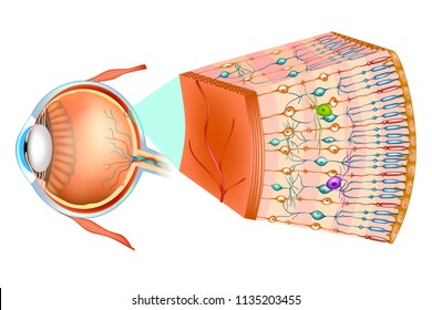 Structure of the human eye and organization of the retina. Optic part of retina. 