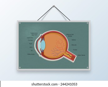 Structure of a human eye with its parts description on hanging board.