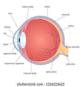 The structure of the human eye vector