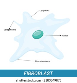 Structure Of Human Fibroblast Cell