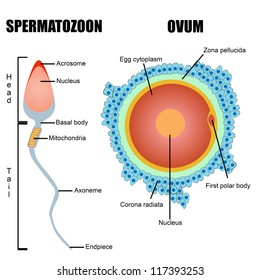 Structure of human gametes : egg and sperm (useful for education in schools and clinics ) - vector illustration