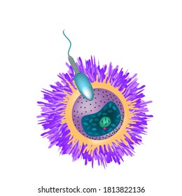 Structure Of Human Gametes Egg And Sperm Vector Illustration