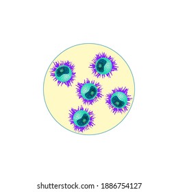 Structure Of Human Gametes Egg And Sperm Vector Illustration