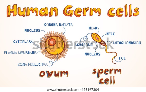 ヒトの配偶子の構造 卵子と精子細胞 教育用ベクターイラスト のベクター画像素材 ロイヤリティフリー