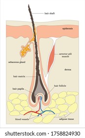 The structure of human hair and skin with inscriptions.  Flat design, vector illustration. Hair anatomy.