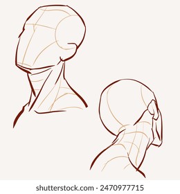 Structure of a human head vector for card, decoration, illustration