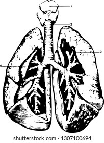 the structure of the human heart in a cut with small things on a white background