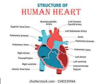 Heart Structure Hd Stock Images Shutterstock