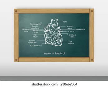 Estructura del corazón humano con su nombre en una pizarra.
