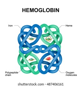Structure of human hemoglobin molecule. Vector diagram. Hemoglobin is the substance in red blood cells that carries oxygen.