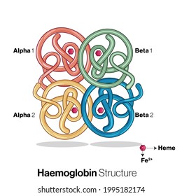 Structure of Human hemoglobin protein.
