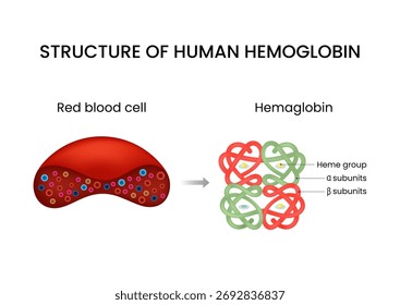 Estrutura da hemoglobina humana e dos glóbulos vermelhos