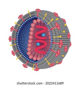 Structure Human Immunodeficiency Virus Context Anatomy Stock Vector ...