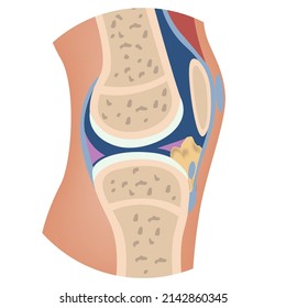 La estructura de la rodilla humana. Anatomía transversal de huesos. Ilustración vectorial médica