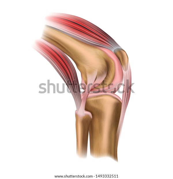 vista lateral de la anatomía humana vista lateral de la anatomía humana