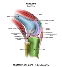 Struktur des menschlichen Kniegelenks mit dem Namen und der Beschreibung aller Standorte. Seitenansicht. Medizinisches Anatomie-Poster. Vektorgrafik einzeln auf weißem Hintergrund.