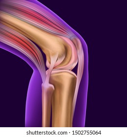 Structure of the human knee joint with a transparent contour of the leg. Human anatomy. Medical neon illustration isolated on a dark background.