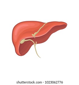 Structure of human liver. Organ of digestion. Biology and physiology concept. Graphic design for book, infographic or medical poster. Detailed flat vector icon