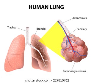 Structure of the human lungs. Air enters your lungs through a system of the bronchi. bronchi start from the bottom of the trachea, they eventually form little thin-walled air sacs or bubbles, alveoli.
